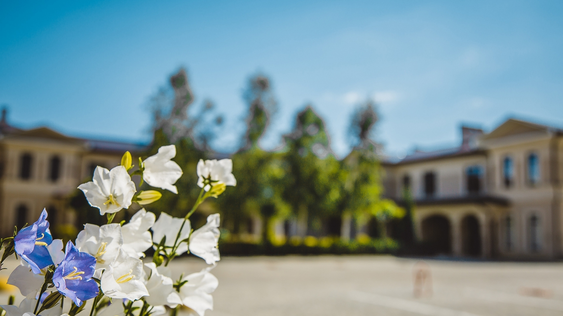 Цветник у дома