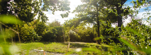 Парк на территории